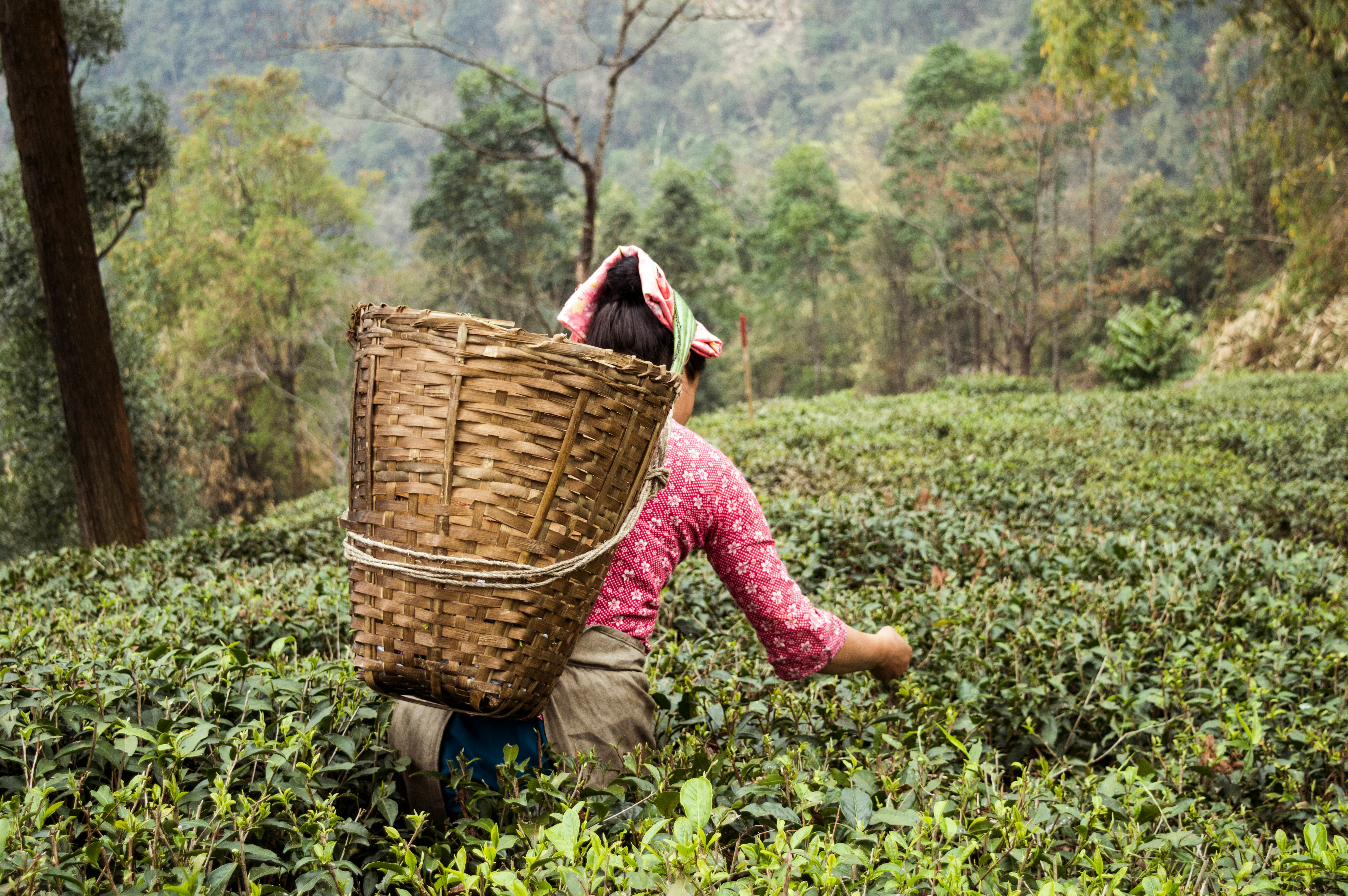 Darjeeling